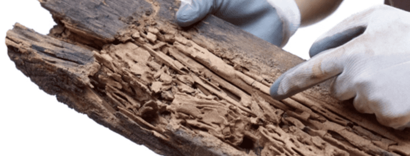 Termite-damaged piece of wood.